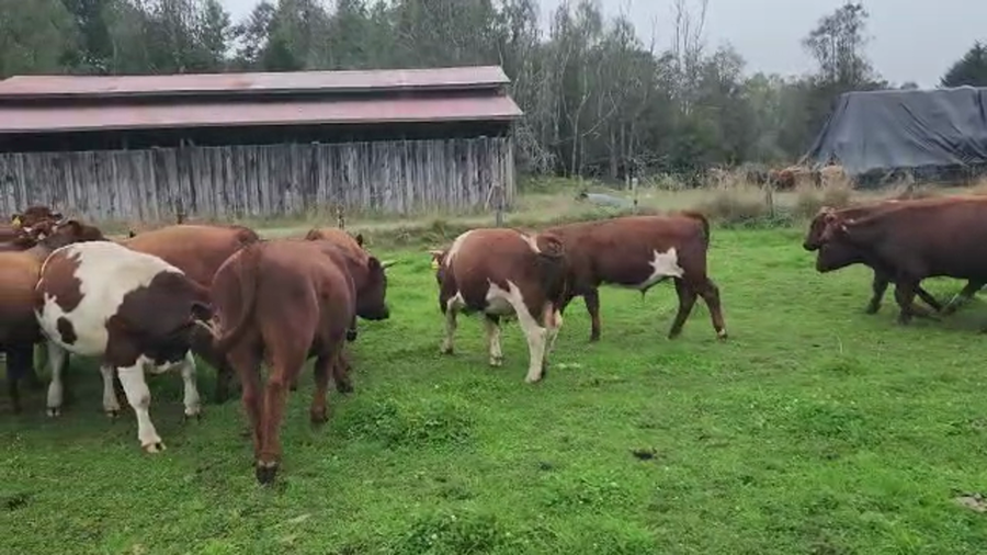 Lote 19 Torete en Los Lagos, XIV Región Los Ríos
