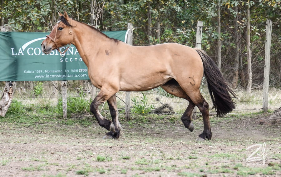 Lote Gata Ñaquiñá