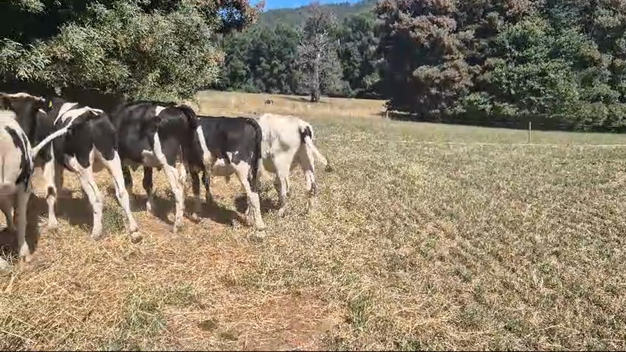 Lote 40 Novillo Engorda en Lanco, XIV Región Los Ríos