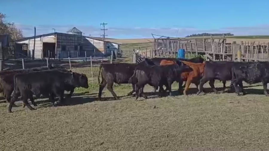 Lote 36 TERNS. MACHOS, TANDIL, PCIA. BS. AS.