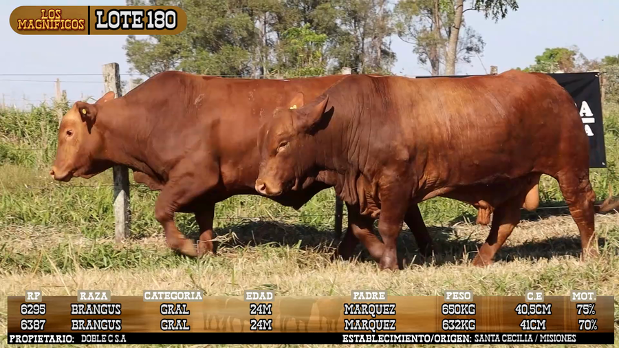 Lote LOTE 180 - VIVO