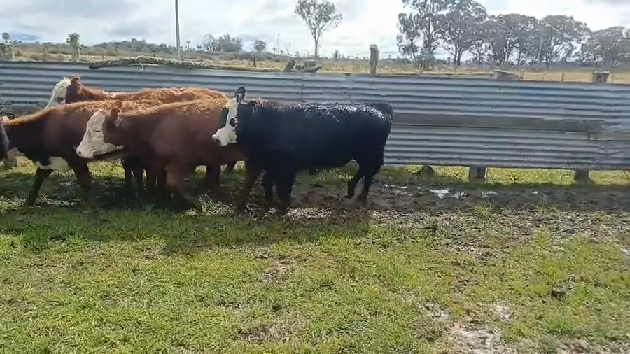 Lote 25 Terneras 5 AA,  7 HE,  8 HE X AA,  4 HE XRA,  1 SH a remate en 5º Remate Pantalla Bachino 175kg -  en ARROYITOS, A 2KM DE RUTA 19, A 54KM DE LASCANO Y A 36KM DE CHUY