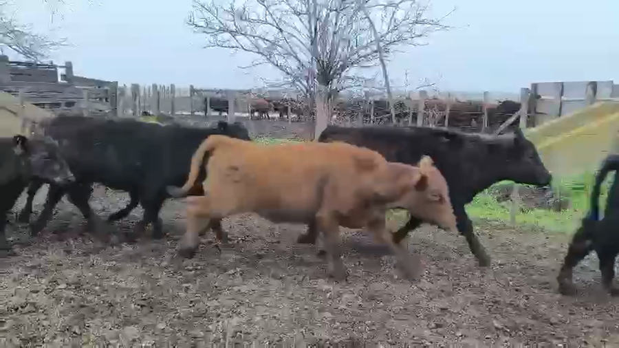 Lote 100 Terneros/as