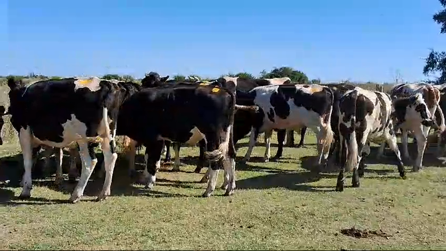 Lote 40 Novillos Holando a remate en Pantalla Camy en Rincon de la Torre