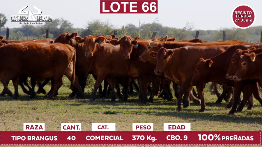 Lote Reproductores de Alborada - Lote 66
