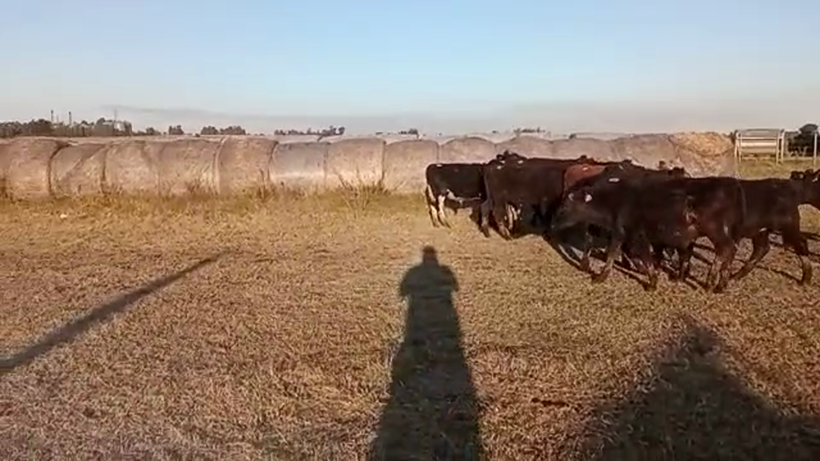 Lote 11 Terneros cruza angus,  careta a remate en 4to remate ENTRE MARTILLOS 205kg -  en r 1 km 64