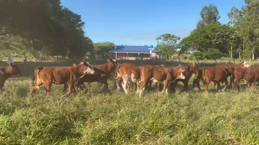 Lote 120 Terneros/as en Corrientes, Gdor. Martínez