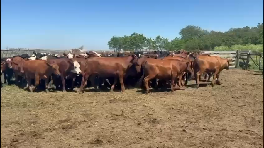 Lote 107 Novillitos