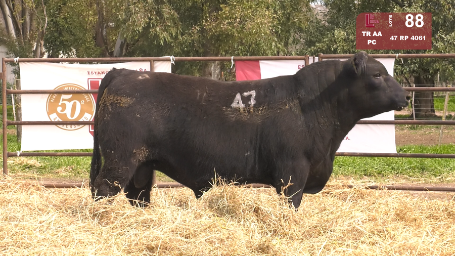 Lote TOROS ANGUS NEGROS  PC