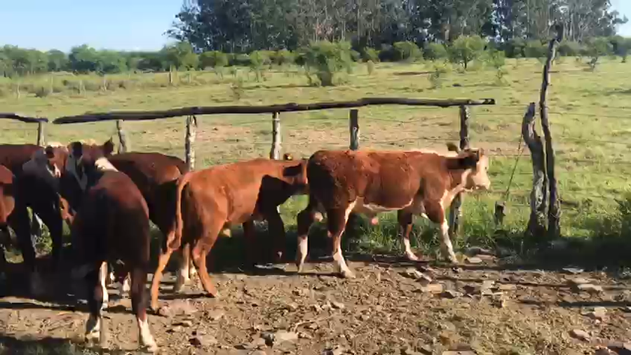 Lote 32 Terneros