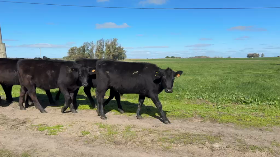 Lote NOVILLOS 1 a 2 AÑOS