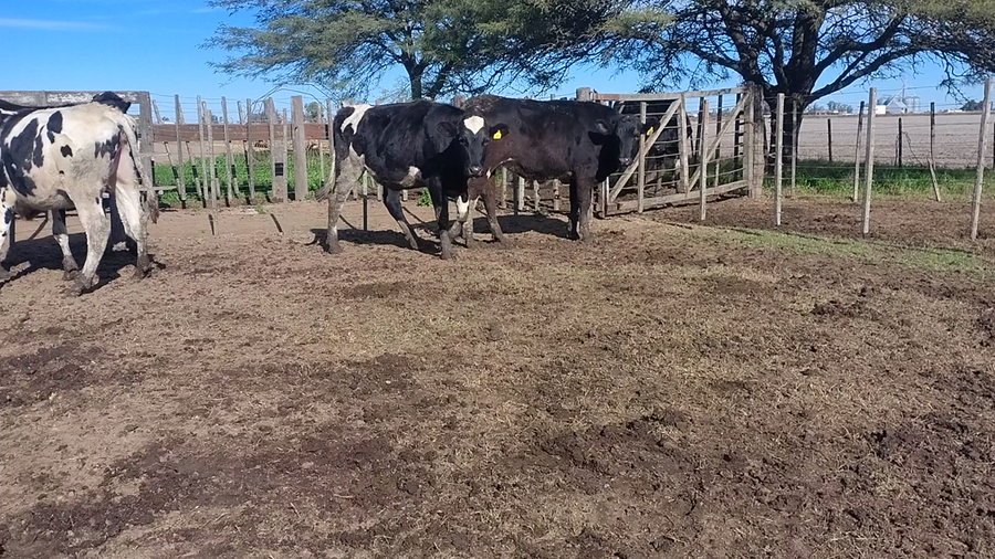 Lote 12 Vaquillonas Holando Argentino p/entorar en Zenón Pereira, Santa Fe