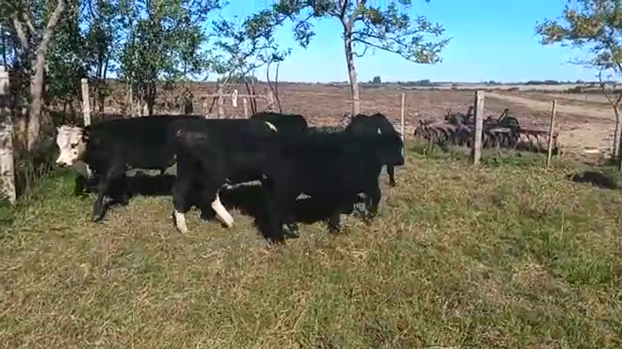 Lote (Vendido)5 Terneros a remate en Pantalla Camy Mayo - Desde La Cuenca 260kg - , San José