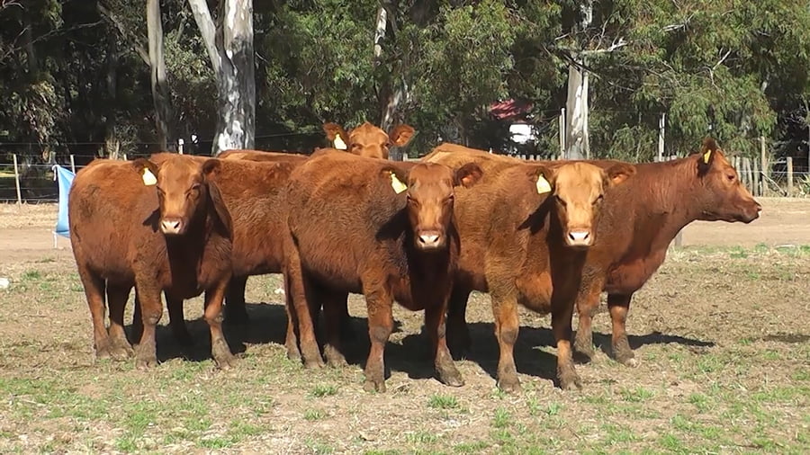 Lote VAQUILLONAS PURAS CONTROLADAS CON GARANTIA DE PREÑEZ