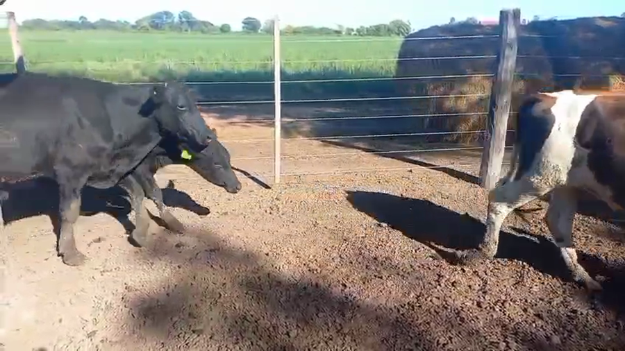 Lote 16 Novillitos Cruzas en Col. San Pedro,  Córdoba