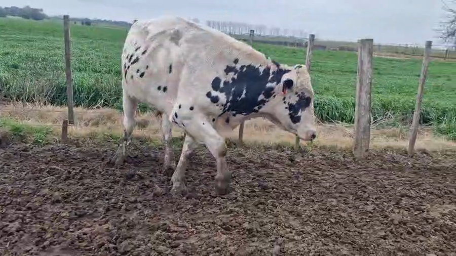 Lote Toros a remate en Pantalla Camy 500kg - , San José