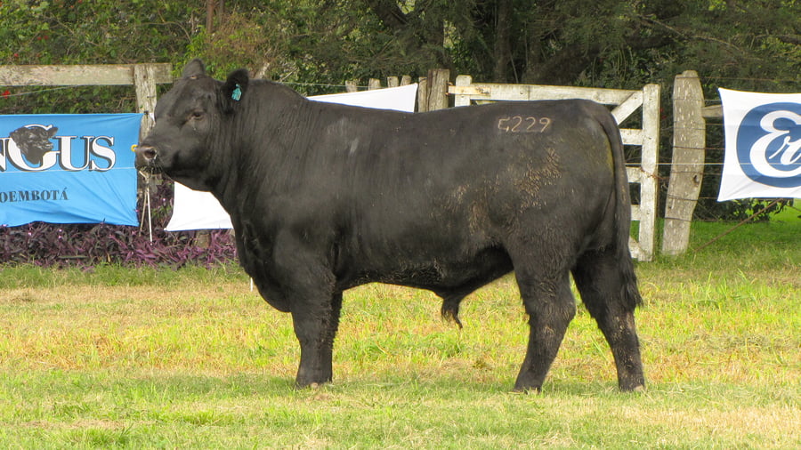 Lote CABAÑA COEMBOTÁ: RP 229