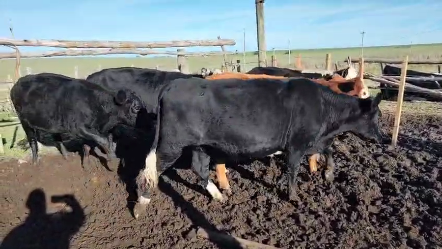 Lote 6 Vaquillonas  He AA a remate en Pantalla Camy en Chamizo