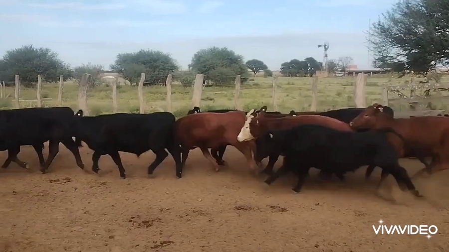 Lote 226 Novillitos en Nueva Galia, San Luis