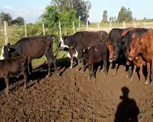 Lote 30 Piezas de cría ANGUS Y CRUZAS a remate en Pantalla Camy 340kg - , San José