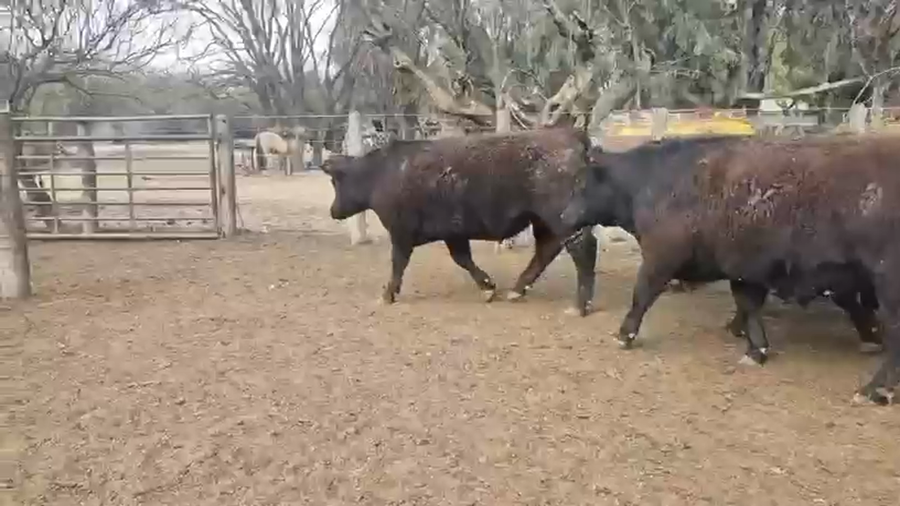 Lote 50 Novillitos en Mattaldi, Córdoba