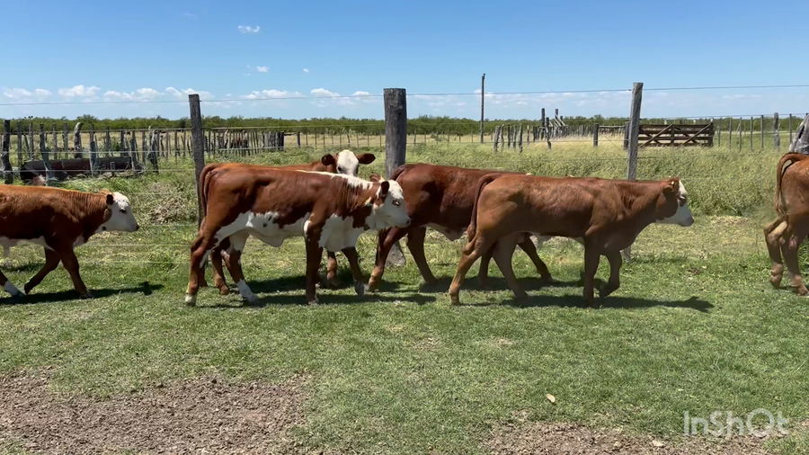 Lote 60 Terneros a término en Corrientes, Perugorría