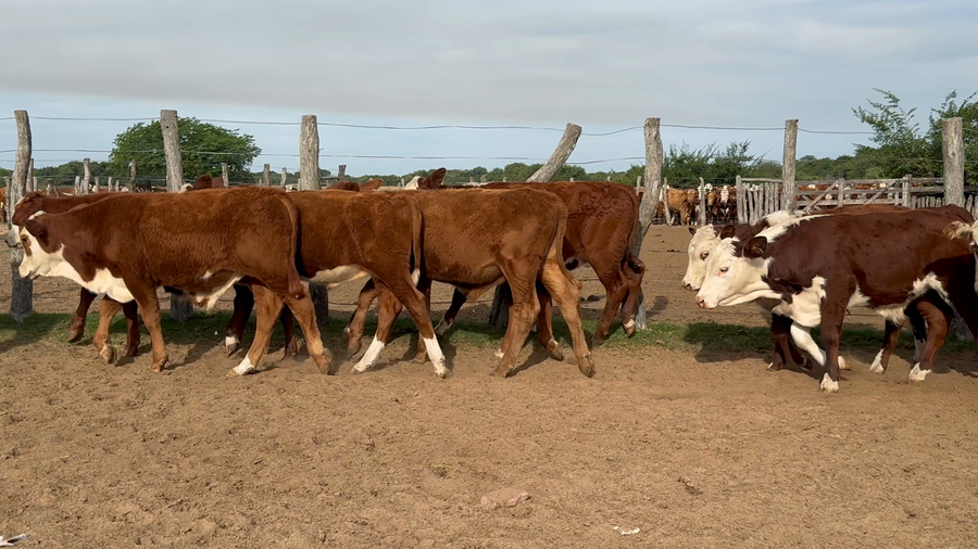 Lote 117 Terneros