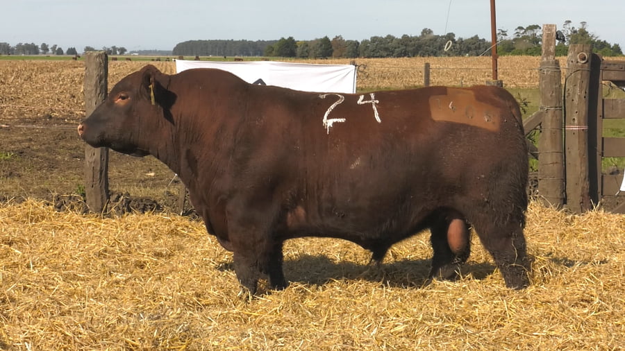 Lote Toros PC Colorado