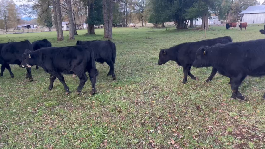 Lote 27 Ternero en Río Bueno, XIV Región Los Ríos