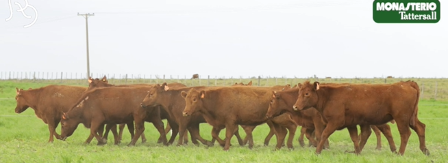 Lote VIENTRES PREÑADOS(CORRAL 45)