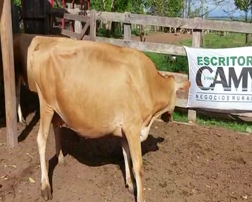 Lote 3 Vaca YERSEY a remate en Remate Elite por Pantalla de Ganado Lechero 450kg - , San José