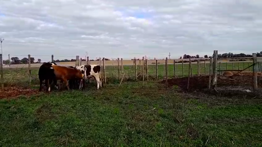 Lote 6 Terneros a remate en Pantalla Camy, San José