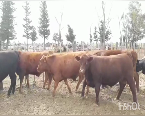 Lote (Vendido)10 Novillos a remate en Primer Remate Virtual, Córdoba