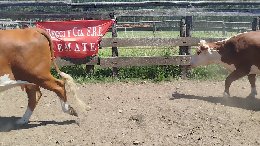 Lote 10 Vientres preñados en Entre Ríos, Federación