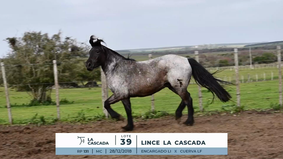 Lote LINCE LA CASCADA