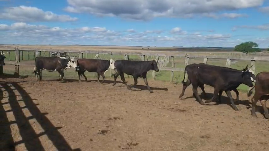 Lote 52 Vaquillonas