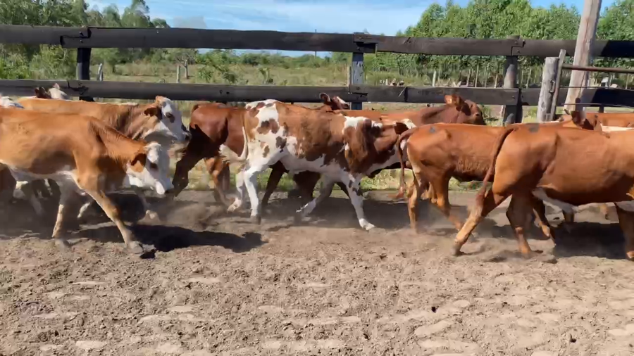 Lote 70 Terneros/as en Bella Vista, Corrientes