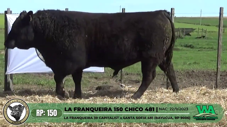 Lote LA FRANQUEIRA 150 CHICO 481