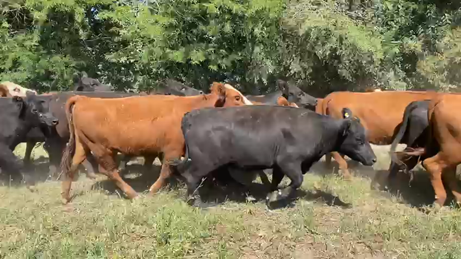 Lote 113 Vaquillonas