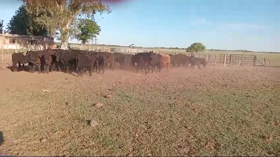 Lote 65 Terneros