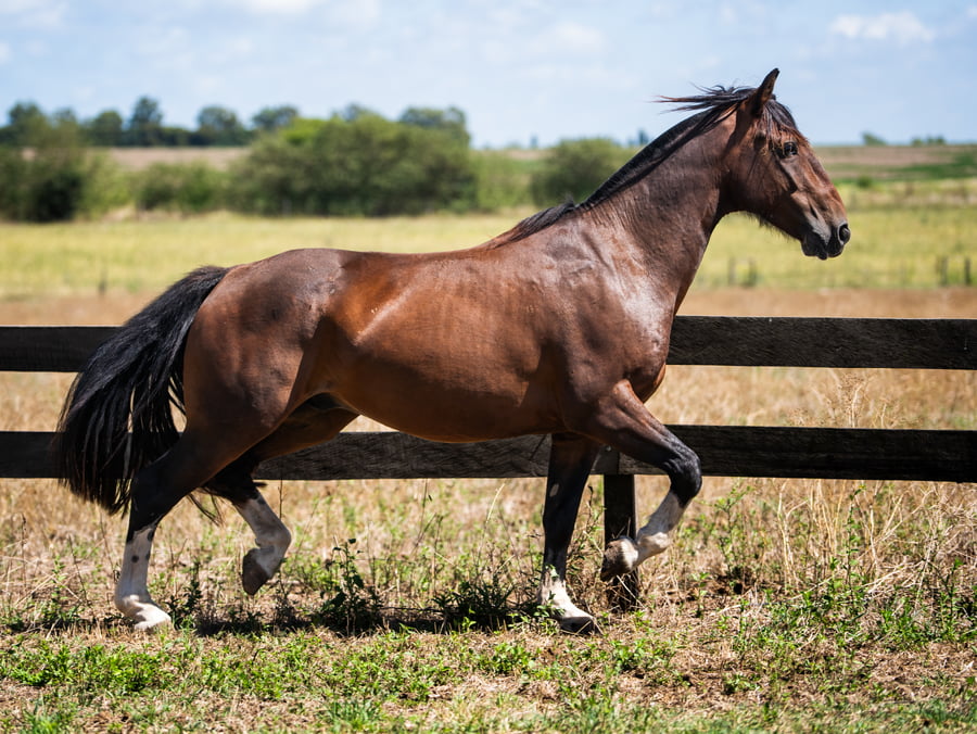 Lote VIRTUD INSPIRADO