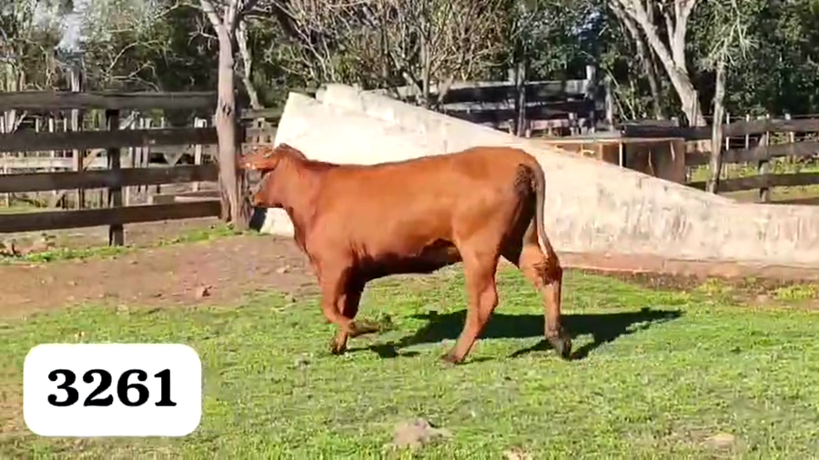 Lote Vaquillas Cabaña "Doña magda"