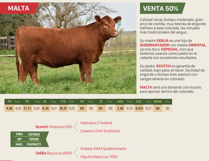Lote CHACHACHA - MALTA - JOSEFINA