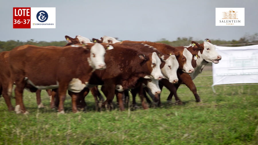 Lote LOTE 36/37 - VAQUILLAS BRAFORD PLANTELERAS SEÑAL ´18 PREÑADAS IATF