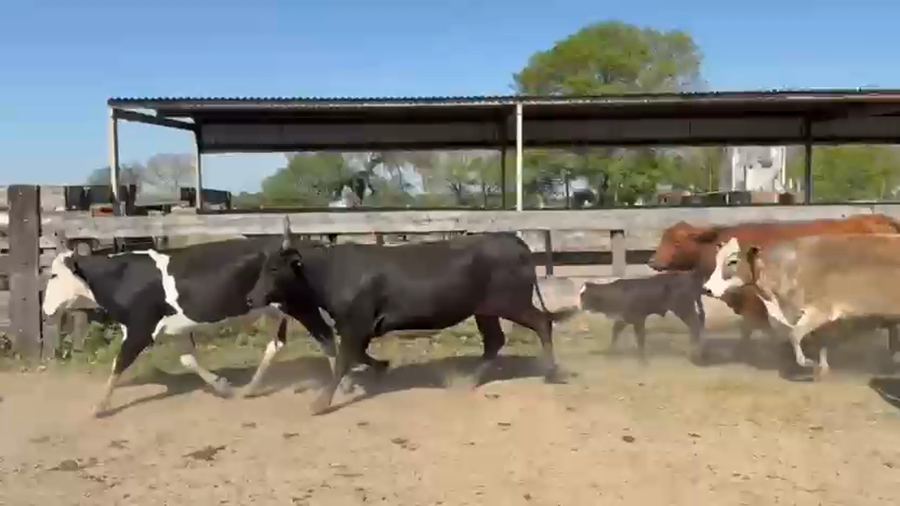 Lote 110 Vacas de invernar en Chaco, Laguna Blanca