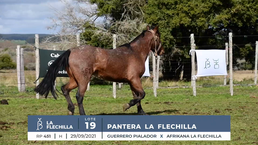 Lote PANTERA LA FLECHILLA