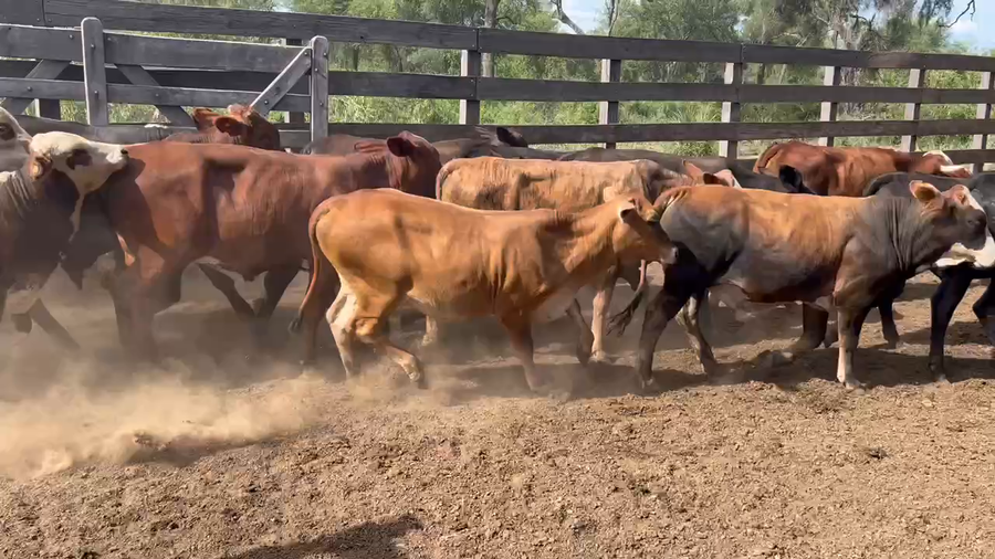 Lote 100 Terneros/as en Juan José Castelli, Chaco