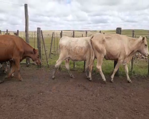 Lote 30 Vacas de cría en Artigas