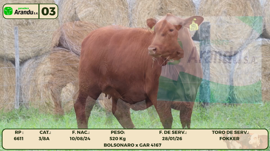 Lote LOTE 3