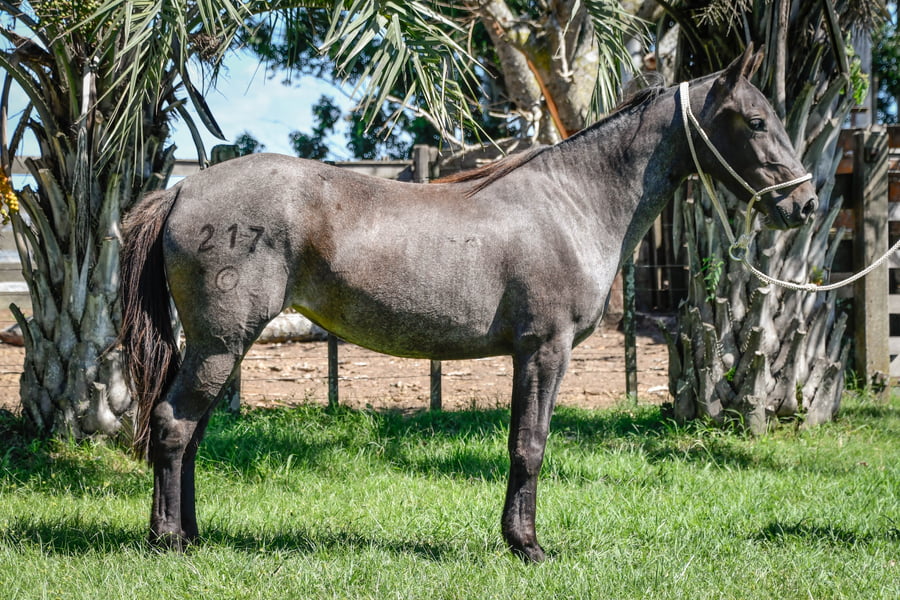 Lote ILUMINADA LA CALAVERA